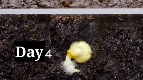 Amazing timelapse video of new seedlings growing from new seeds