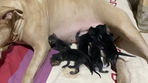 Dog Licks And Feeds Rescued Kittens