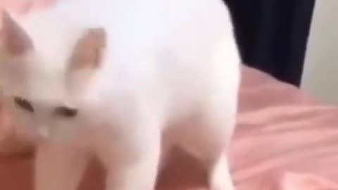 Cat Hip Hop Dance