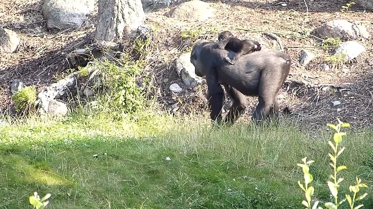 Gorillahonan Babule med nyfödd Elroi på ryggen. Gorilla female Babule with her baby Elroi.