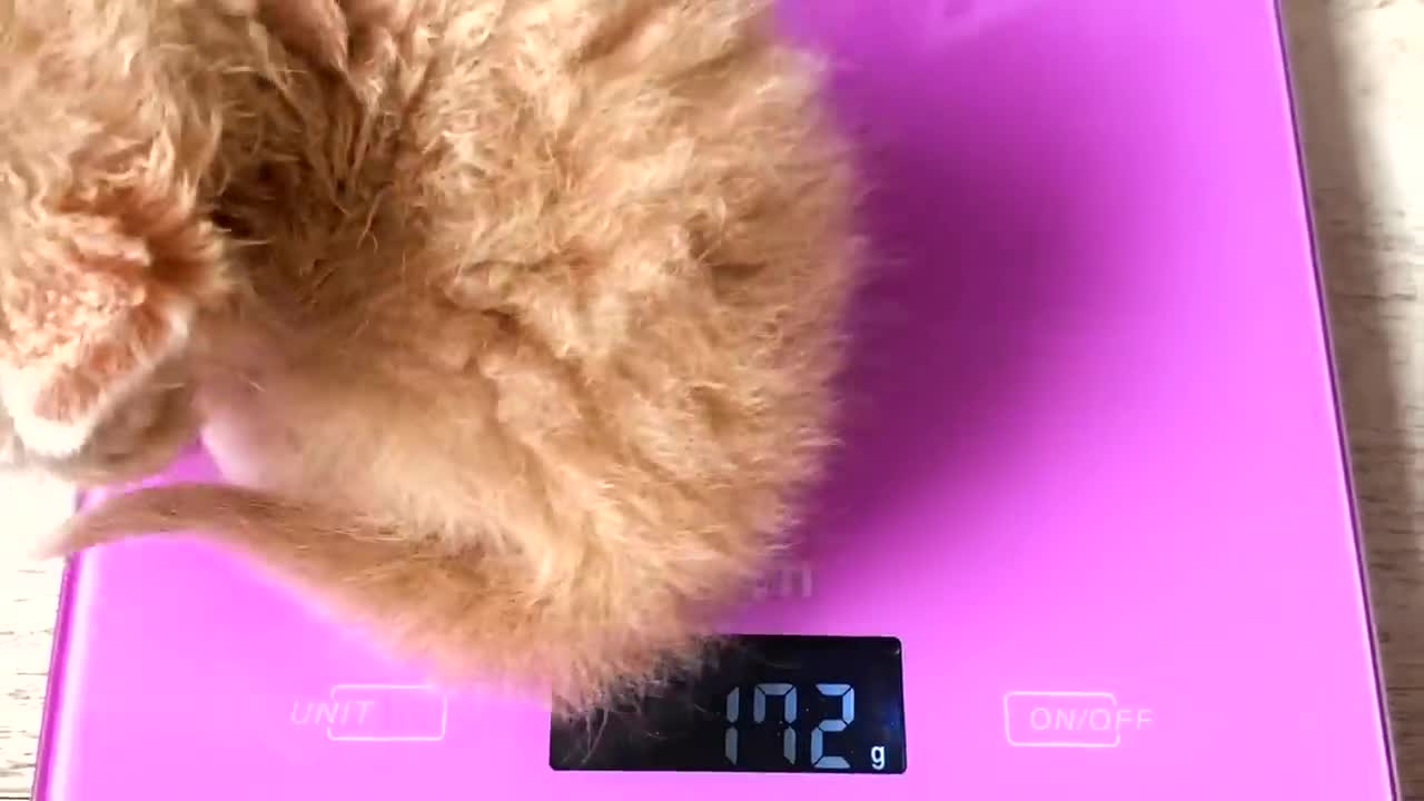 Save the smallest kitten in the world !! And build a new home for the cat