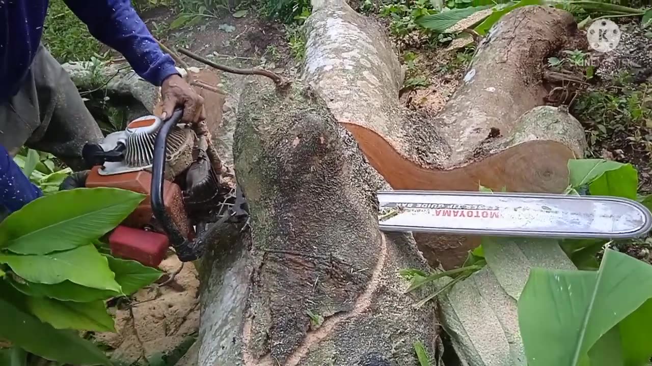 TREE CUTTING SKILLS USING A LARGE STIHL CHAINSAW