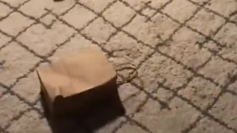 Dogs And Cats Funny time 2023
