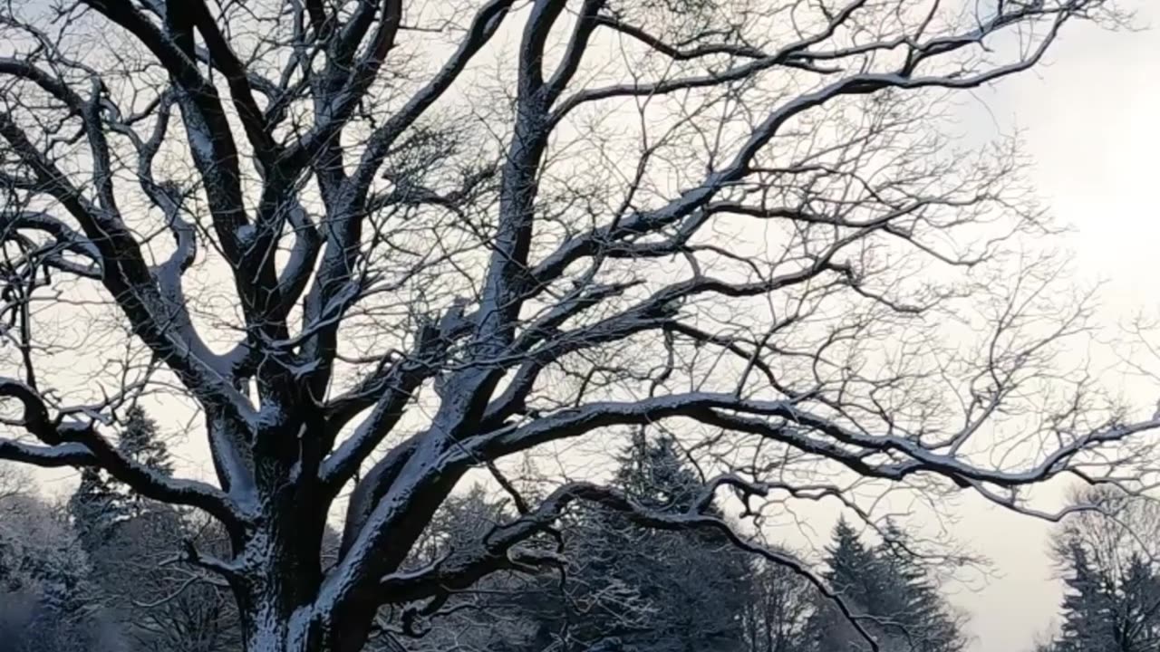 Beautiful Nature Snow Video and Music HD | HD Snow Video | Relaxing Snow Video