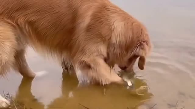 What a kind dog. #dog #funny
