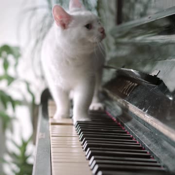 A Cat Walking Over The Piano Keyboard