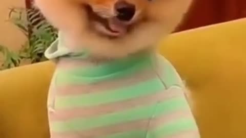 Funny and Cute Dogs Videos Compilation,🐕🐕_455_#shortS baby dogs