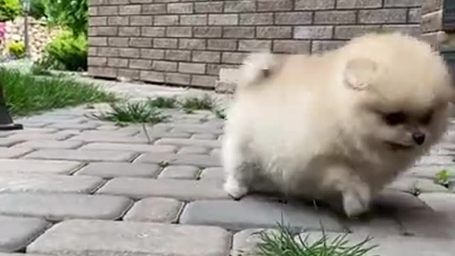 6.A Puppy on Cobblestone Floor