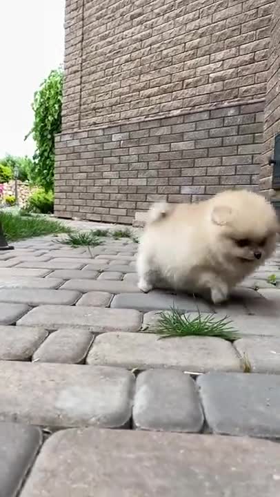 6.A Puppy on Cobblestone Floor