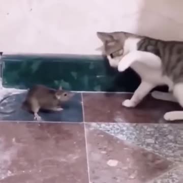 Real life Tom and Jerry! Funny video