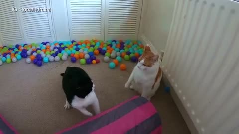 Cats Play Fighting