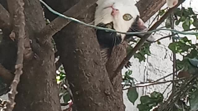 Gato que se cree el Hombre araña