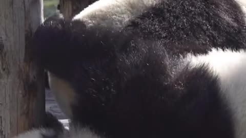 Olaf you're a little bad # Panda