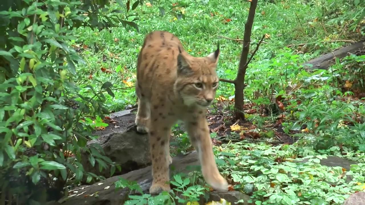 Tiger _ Cheetah _ lynx _ Leopard _ Big Cats _ Free HD Videos - footage(720P_HD)