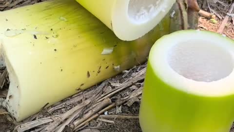 Bamboo shots cutting