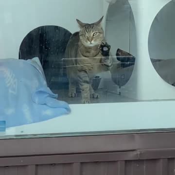 Who wants to adopt her?