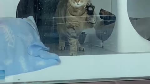Who wants to adopt her?