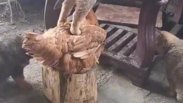 funny animals video