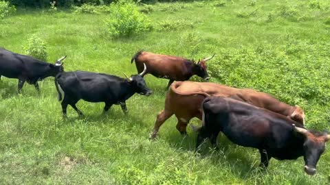 205heavy to medium bred. Beef bred and sired are tagged differently the corriente bred.