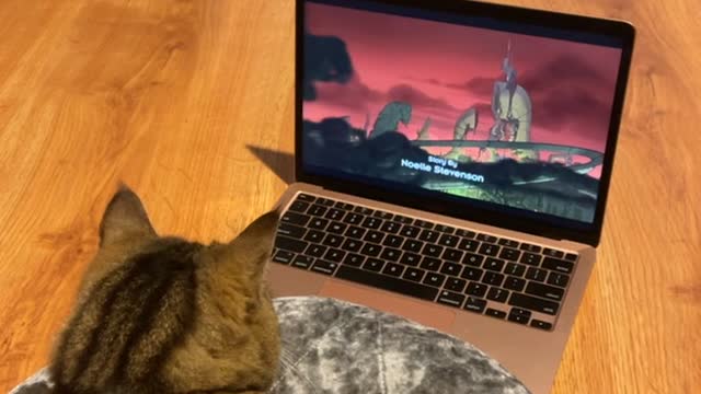 Cat takes over her owners laptop to watch her favorite show.