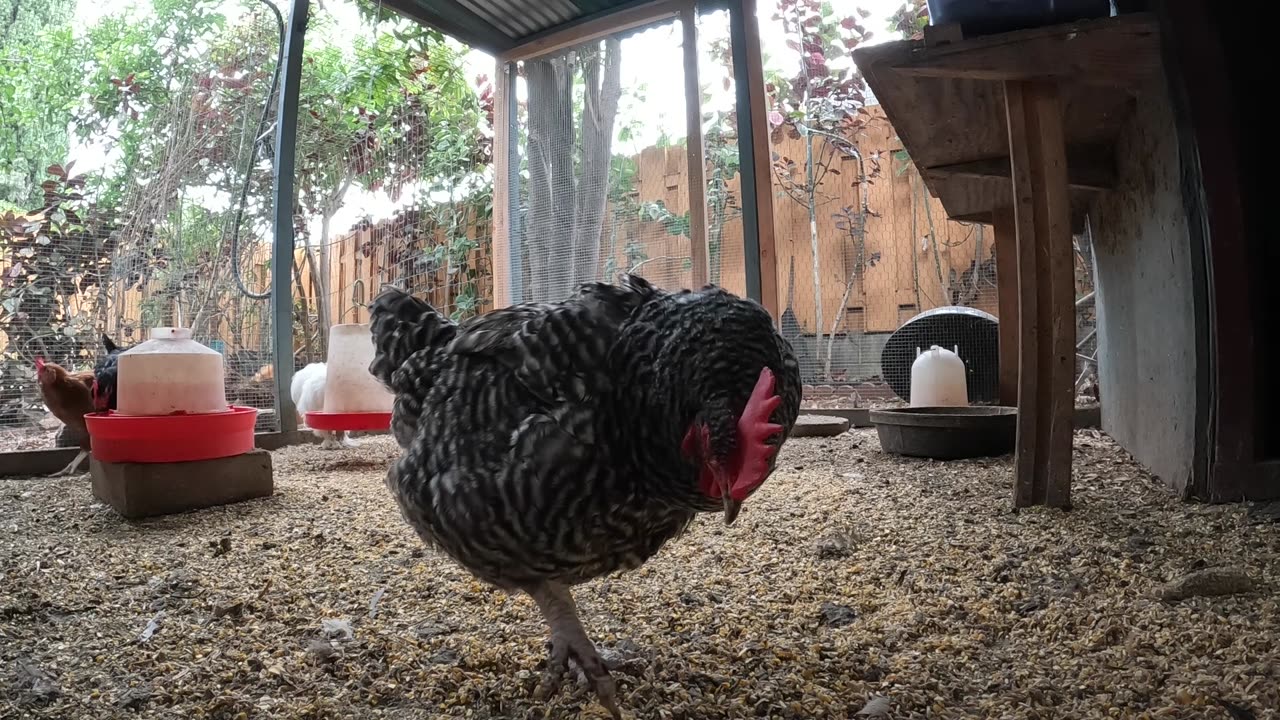 Backyard Chickens Activity Video Sounds Noises Hens Roosters!