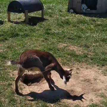 Max "guarding" his goats.
