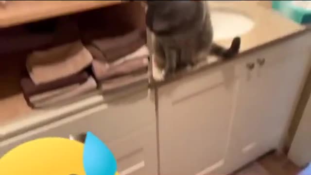 Funny Cat Video |Funny Animals Videos2022/#23