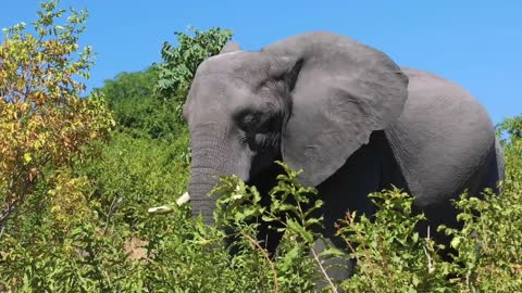 The Elephant in the Grass