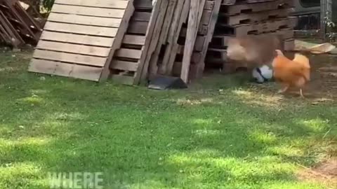 Dog and rooster