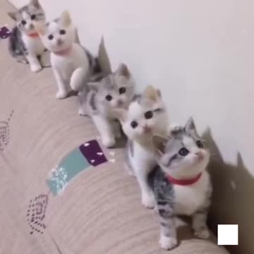 Cat 😺 funny video #cat #catfunnyvideos