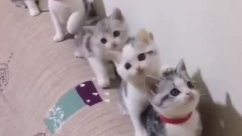 Cat 😺 funny video #cat #catfunnyvideos