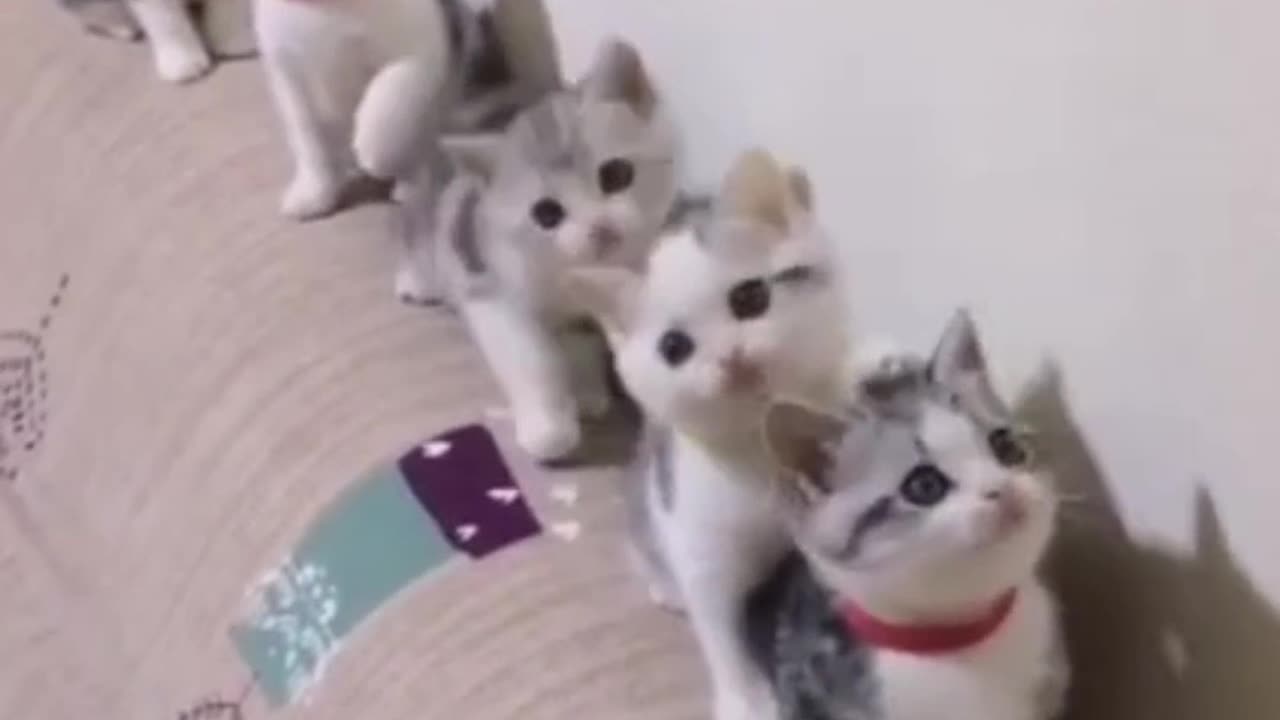 Cat 😺 funny video #cat #catfunnyvideos