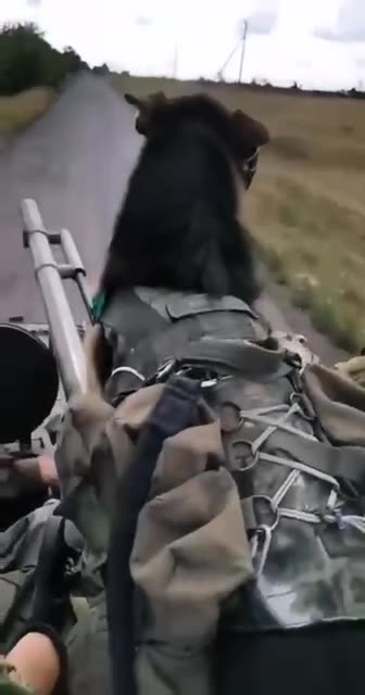 Bandit and the Pacific fleet marines.