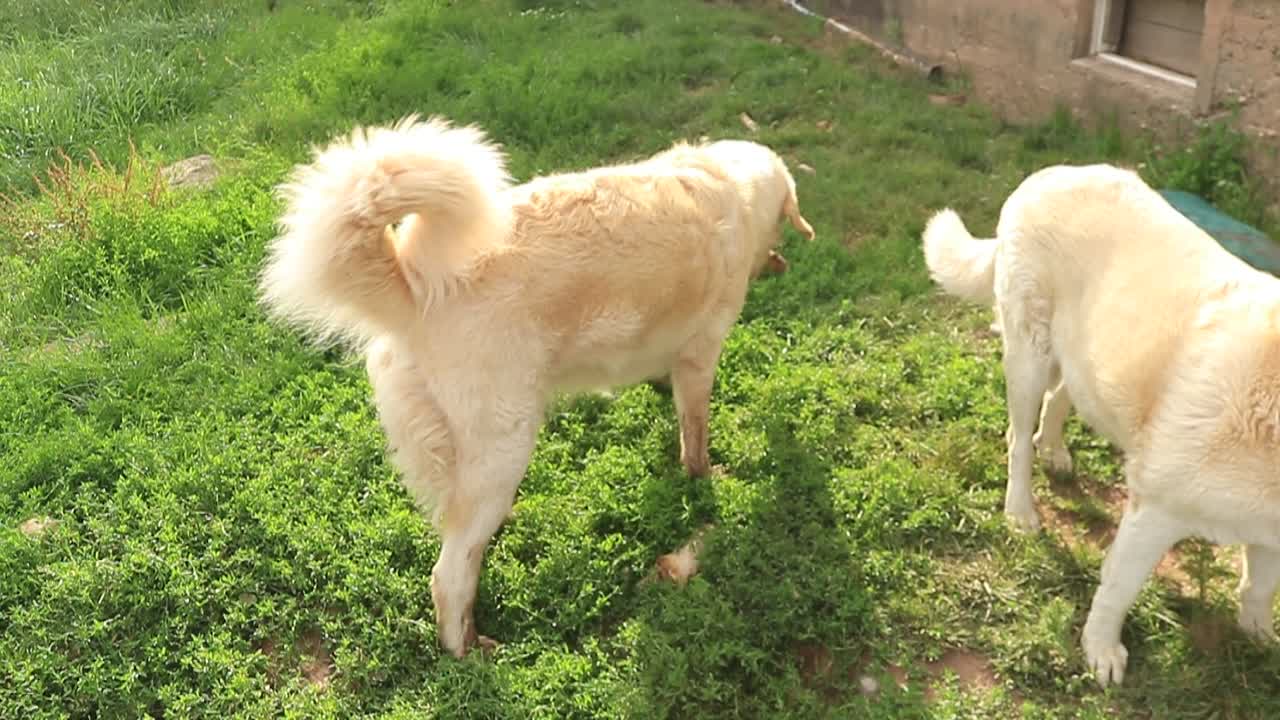 Livestock guard dogs engage in extremely rough playtime