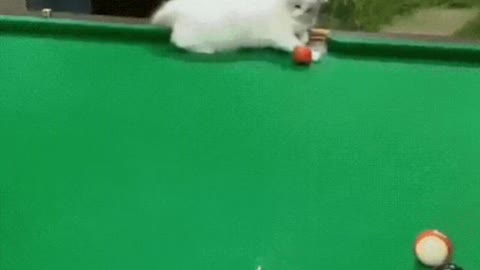 Cute Cat Gif! 🥰💗🐈