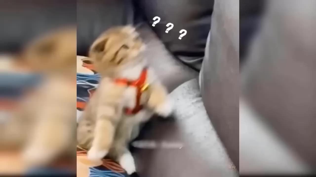 Funniest Dogs and Cats Videos