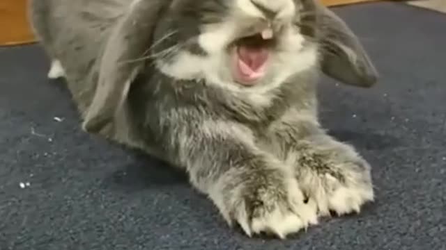 🤣🤣stretching