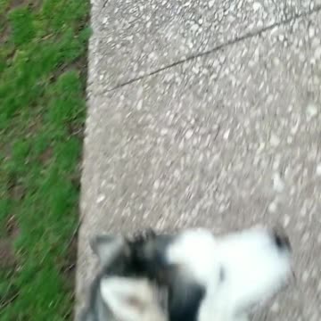 Chase demonstrating the Stop, Back and At-Ease cues