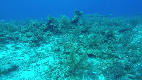 Sea Turtle with Shark Friends Playing Chicken