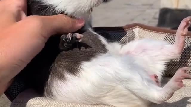 Guinea pig basking in the sun