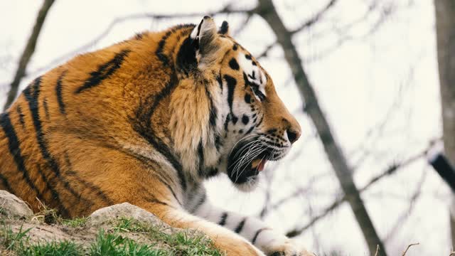 Sleepy little Tiger trying to stay awake *-*