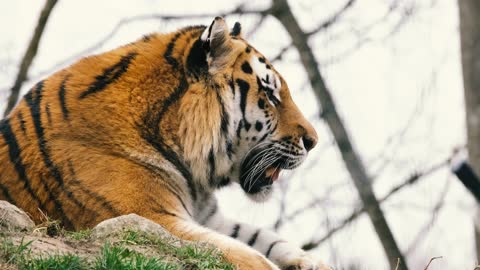 Sleepy little Tiger trying to stay awake *-*