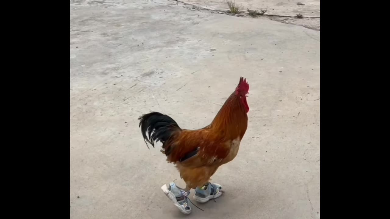 Funny chicken wearing shouz