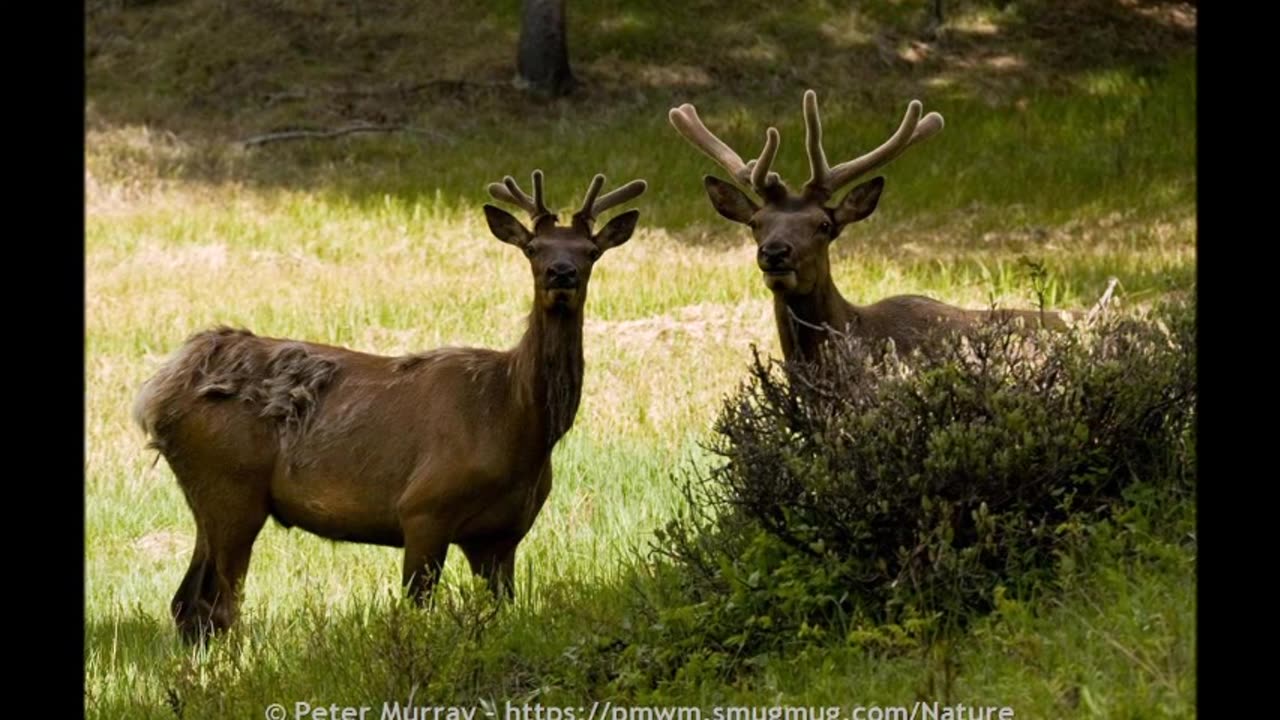 Bull Elk Bugling in Fields Beside Compound - Noisy but Awesome Night Neighbor