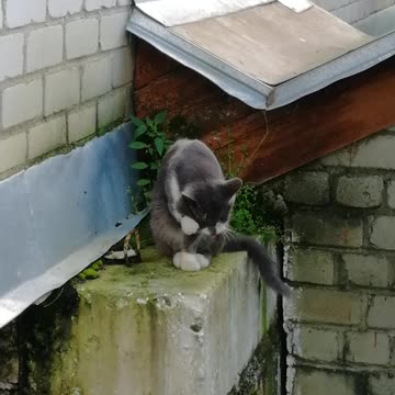 I watch the cat wash