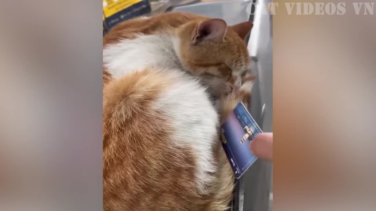 Funniest Animals Video - Funny Dogs And Cats - Try Not To Laugh Animals 2022