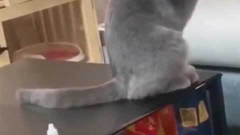 Sweet funny cat