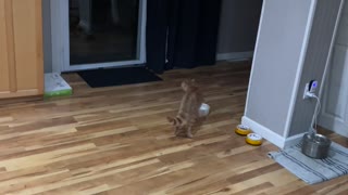 Kitty Practices Parkour on Mirror