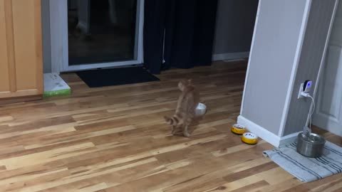 Kitty Practices Parkour on Mirror