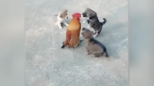 Dog & Chicken Fight! You Shouldn’t Miss It! Part-2😱(2021)